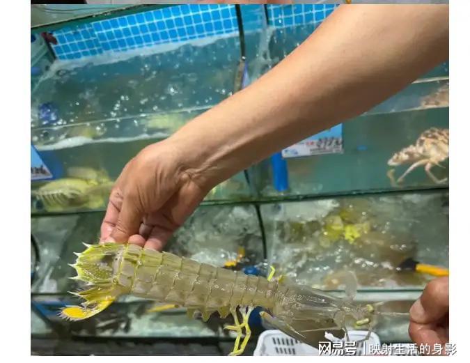 球天下体育官网-4只皮皮虾事件后续：出租车司机被开除，顾客坚持认为司机收了钱